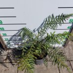 Diksónia antarktická (Dicksonia antarctica) – výška 40-60 cm, kont. C10L